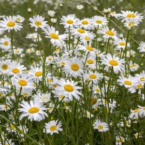 Krizantem tohumu seviyor sevmiyor papatyası marguerite daisy chrysanthemum