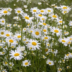 Krizantem tohumu seviyor sevmiyor papatyası marguerite daisy chrysanthemum