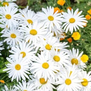 Krizantem tohumu seviyor sevmiyor papatyası marguerite daisy chrysanthemum