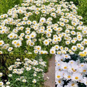 Krizantem tohumu seviyor sevmiyor papatyası marguerite daisy chrysanthemum