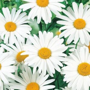 Krizantem tohumu seviyor sevmiyor papatyası marguerite daisy chrysanthemum