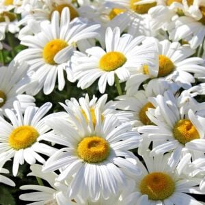Krizantem tohumu seviyor sevmiyor papatyası marguerite daisy chrysanthemum