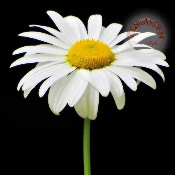 Krizantem tohumu seviyor sevmiyor papatyası marguerite daisy chrysanthemum