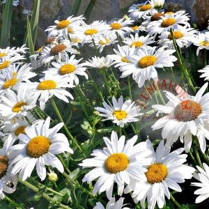 Krizantem tohumu seviyor sevmiyor papatyası marguerite daisy chrysanthemum