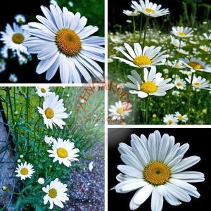 Krizantem tohumu seviyor sevmiyor papatyası marguerite daisy chrysanthemum