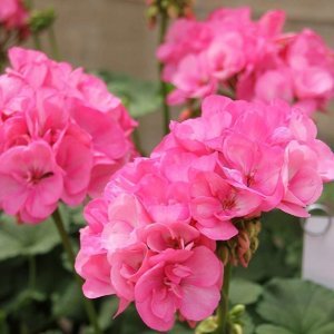 XXL çiçekli pembe sardunya fidesi big eeze foxy flamingo pelargonium 7 yada 9 cm saksıda