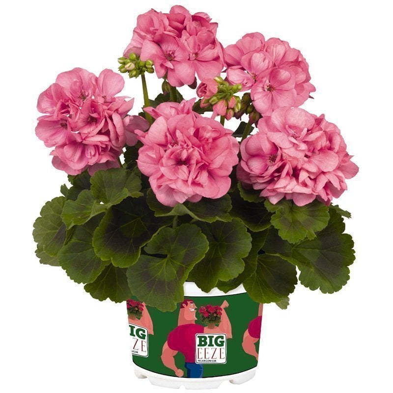 XXL çiçekli pembe sardunya fidesi big eeze foxy flamingo pelargonium 7 yada 9 cm saksıda
