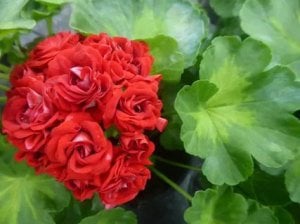 Summer Rose Tina gül sardunya fidesi koleksiyon serisi