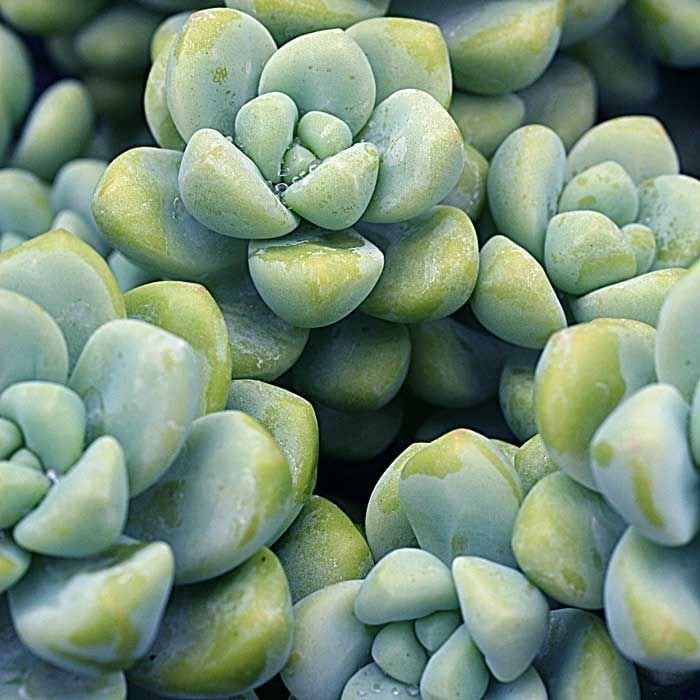 Sedum treleasii