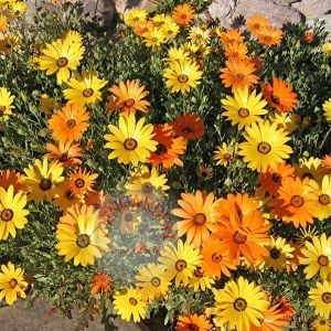 Afrika papatyası tohumu sarı ve turuncu tonları Dimorphotheca