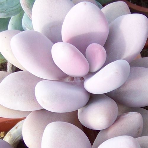 Pachyveria oviferum sukulent bitki pink moonstone succulent