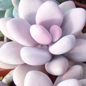 Pachyveria oviferum sukulent bitki pink moonstone succulent