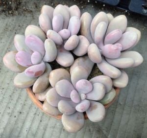 Pachyveria oviferum sukulent bitki pink moonstone succulent