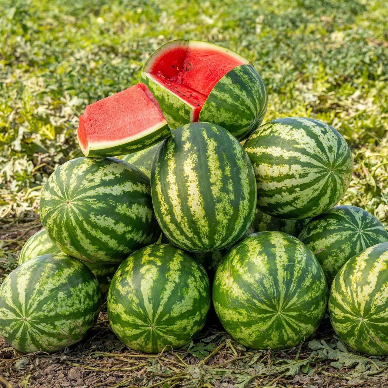 Klondike Striped Karpuz Tohumu – Çizgili Tatlı Atalık Karpuz