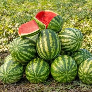 Klondike Striped Karpuz Tohumu – Çizgili Tatlı Atalık Karpuz