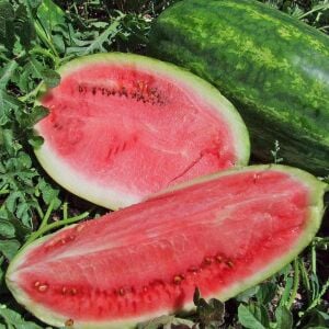 Klondike Striped Karpuz Tohumu – Çizgili Tatlı Atalık Karpuz