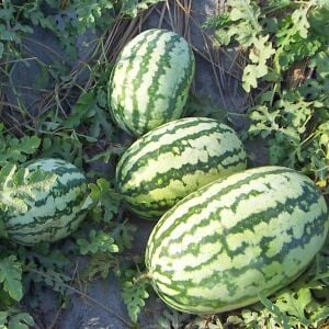 Klondike Striped Karpuz Tohumu – Çizgili Tatlı Atalık Karpuz