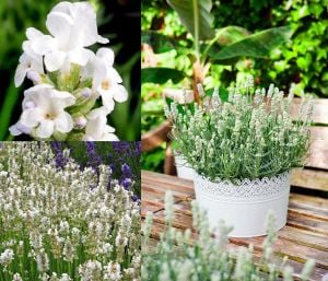 Erkenci Beyaz Vienco lavanta fidanı lavandula angustifolia white