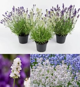 Erkenci Beyaz Vienco lavanta fidanı lavandula angustifolia white