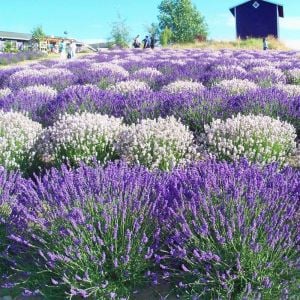 Erkenci Beyaz Vienco lavanta fidanı lavandula angustifolia white