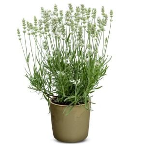 Erkenci Beyaz Vienco lavanta fidanı lavandula angustifolia white
