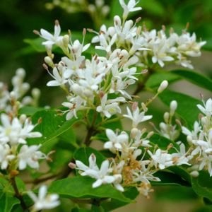 Fragrant cloud kurtbağrı çiçekli çalı fidanı ligustrum