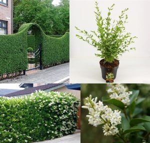 Fragrant cloud kurtbağrı çiçekli çalı fidanı ligustrum