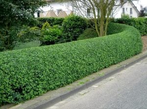 Fragrant cloud kurtbağrı çiçekli çalı fidanı ligustrum
