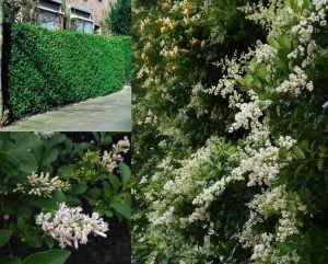Fragrant cloud kurtbağrı çiçekli çalı fidanı ligustrum