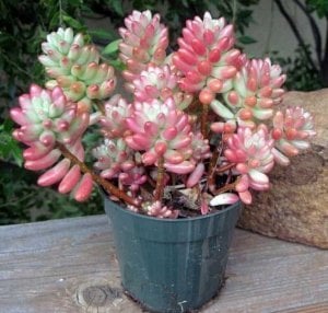 Sedum rubrotinctum pembe sedum