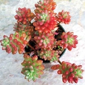 Sedum rubrotinctum pembe sedum