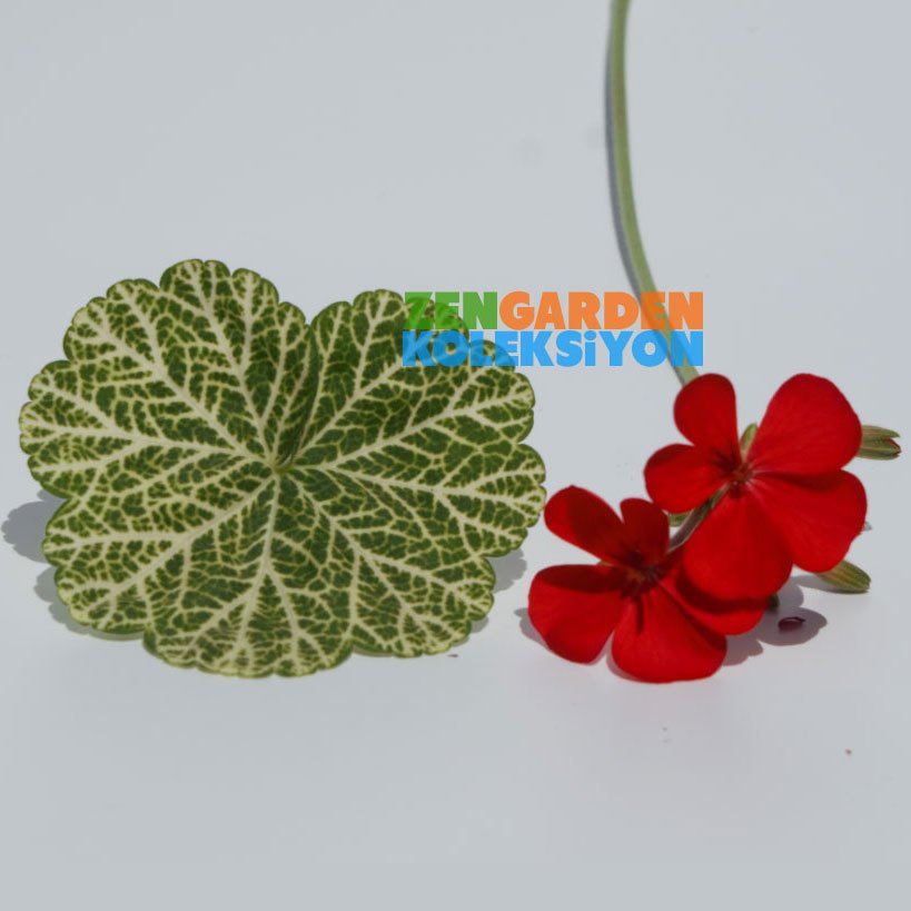 Wantirna dekoratif sardunya fidesi koleksiyon serisi