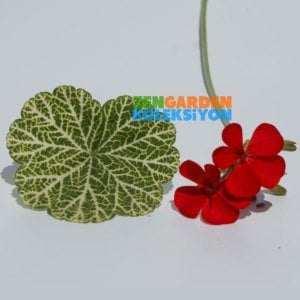 Wantirna dekoratif sardunya fidesi koleksiyon serisi