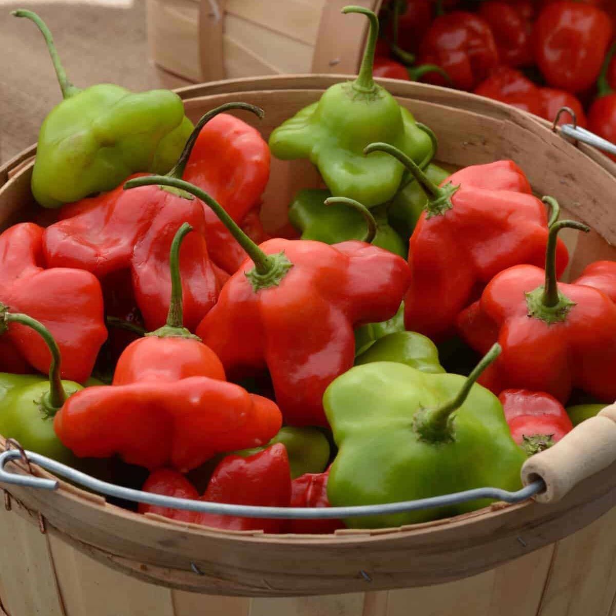 Cambuchi Acı Biber Tohumu – Aromatik Çan Biberi