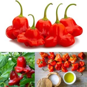 Cambuchi Acı Biber Tohumu – Aromatik Çan Biberi