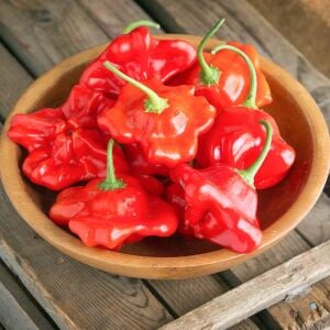 Cambuchi Acı Biber Tohumu – Aromatik Çan Biberi