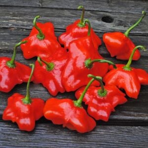 Cambuchi Acı Biber Tohumu – Aromatik Çan Biberi