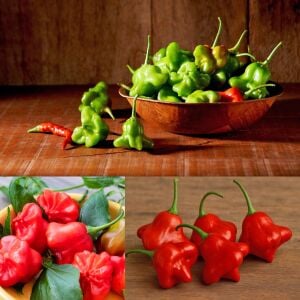 Cambuchi Acı Biber Tohumu – Aromatik Çan Biberi