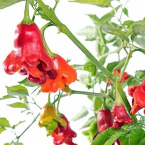 Cambuchi Acı Biber Tohumu – Aromatik Çan Biberi