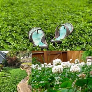 Beyaz trifolium repens tohumu üçgül çiçekli yerörtücü
