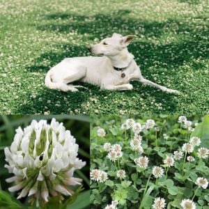 Beyaz trifolium repens tohumu üçgül çiçekli yerörtücü