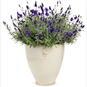Sentivia mavi lavanta fidesi lavandula angustifolia 1 mini fide