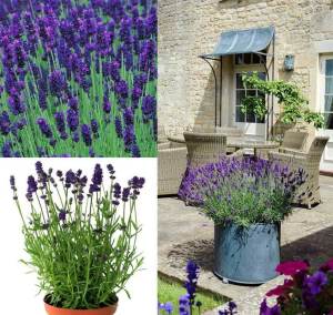 Sentivia mavi lavanta fidesi lavandula angustifolia 1 mini fide
