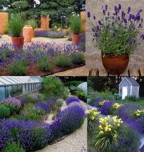 Sentivia mavi lavanta fidesi lavandula angustifolia 1 mini fide