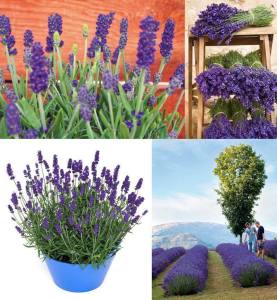 Sentivia mavi lavanta fidesi lavandula angustifolia 1 mini fide