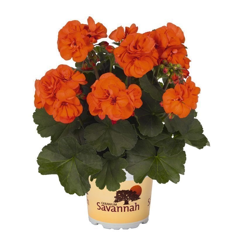 Turuncu sardunya fidesi grandeur classic pelargonium 7 yada 9 cm saksıda