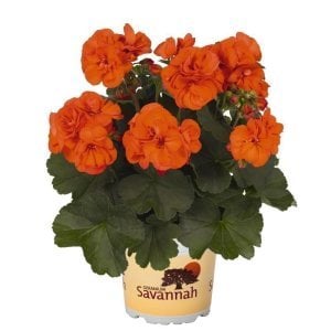 Turuncu sardunya fidesi grandeur classic pelargonium 7 yada 9 cm saksıda