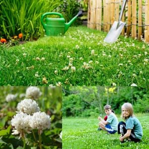 Beyaz trifolium repens tohumu üçgül çiçekli yerörtücü