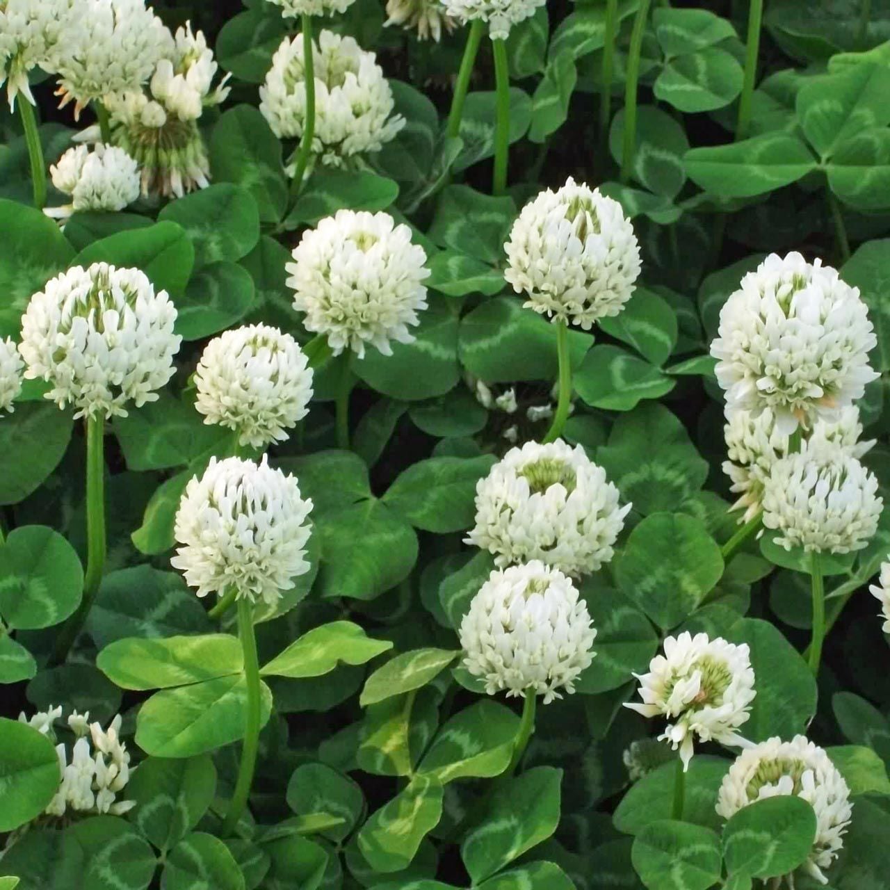 Beyaz trifolium repens tohumu üçgül çiçekli yerörtücü