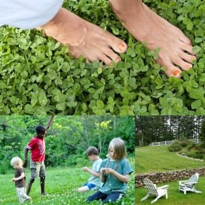 Beyaz trifolium repens tohumu üçgül çiçekli yerörtücü